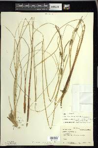 Carex lasiocarpa image