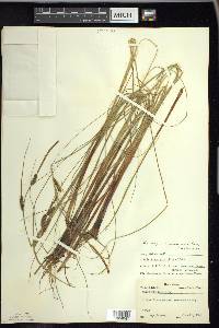 Carex lasiocarpa image