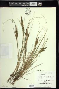 Carex lenticularis image