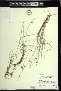 Carex limosa image