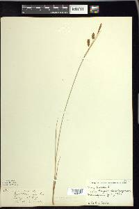 Carex limosa image