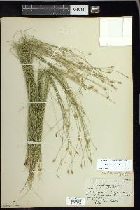 Carex leptalea var. harperi image