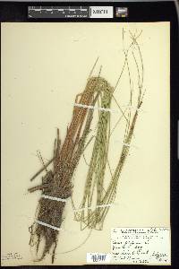 Carex lasiocarpa image