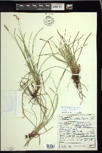 Carex lucorum image