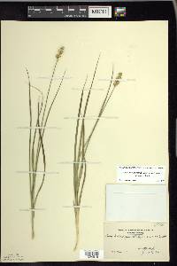 Carex muehlenbergii var. enervis image