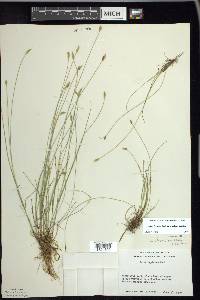 Carex leptalea var. harperi image