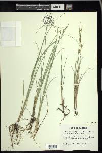 Carex livida image