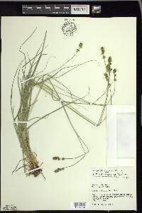 Carex muricata image