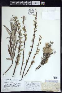 Salix petiolaris image