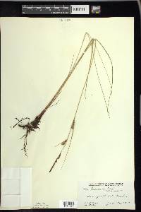 Carex lasiocarpa image