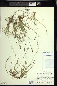 Carex lucorum image