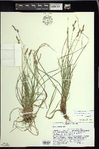 Carex lucorum image