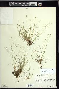 Carex leptalea var. leptalea image