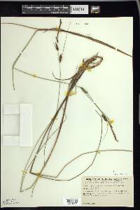 Carex lasiocarpa image