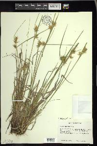 Carex michauxiana image