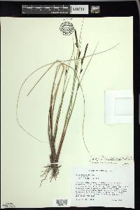 Carex lasiocarpa image