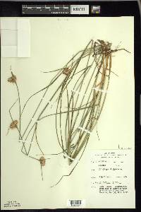 Eriophorum virginicum image