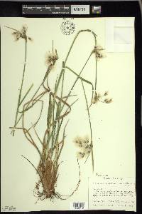 Eriophorum viridicarinatum image