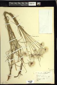 Eriophorum virginicum image