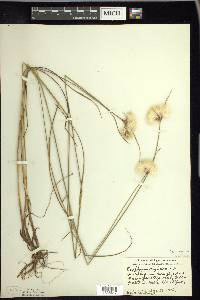 Eriophorum virginicum image