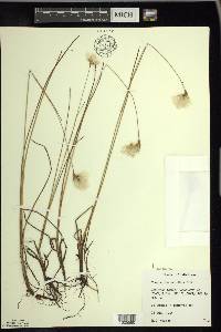 Eriophorum tenellum image