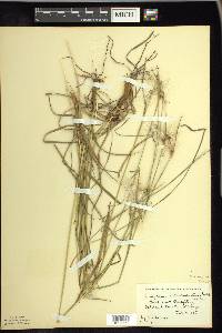 Eriophorum viridicarinatum image