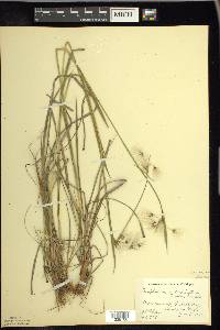 Eriophorum viridicarinatum image