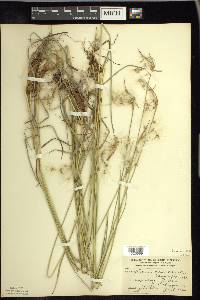 Eriophorum viridicarinatum image