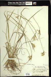 Eriophorum viridicarinatum image