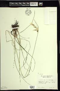 Eriophorum viridicarinatum image