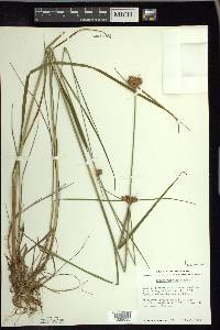 Eriophorum virginicum image