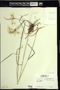 Eriophorum viridicarinatum image