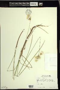 Eriophorum tenellum image