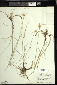 Eriophorum virginicum image