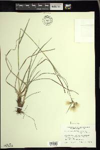 Eriophorum viridicarinatum image