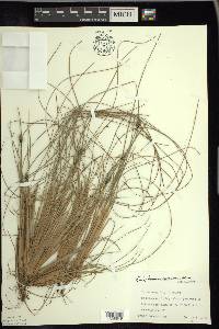 Eriophorum vaginatum image