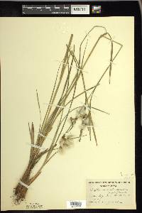 Eriophorum viridicarinatum image