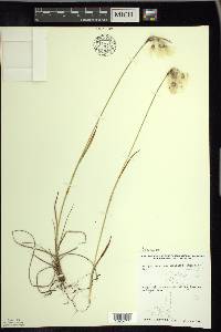 Eriophorum viridicarinatum image