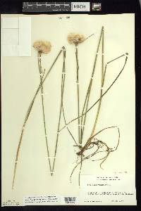 Eriophorum virginicum image