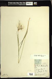 Eriophorum viridicarinatum image