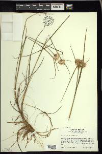 Eriophorum virginicum image