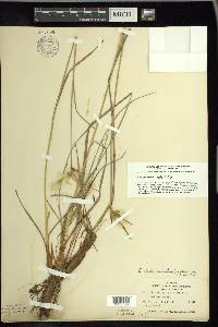 Eriophorum viridicarinatum image