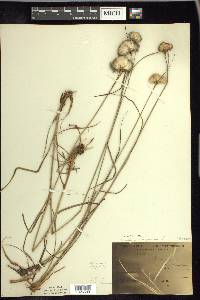 Eriophorum virginicum image