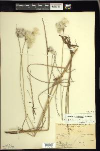 Eriophorum viridicarinatum image