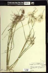 Eriophorum viridicarinatum image