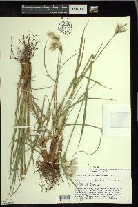 Eriophorum viridicarinatum image