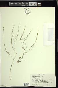 Rhynchospora alba image