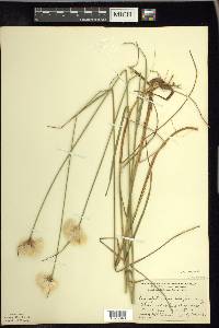 Eriophorum virginicum image