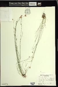 Rhynchospora alba image