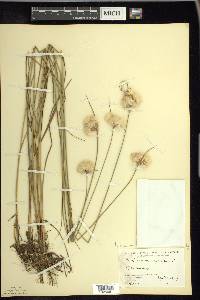 Eriophorum virginicum image